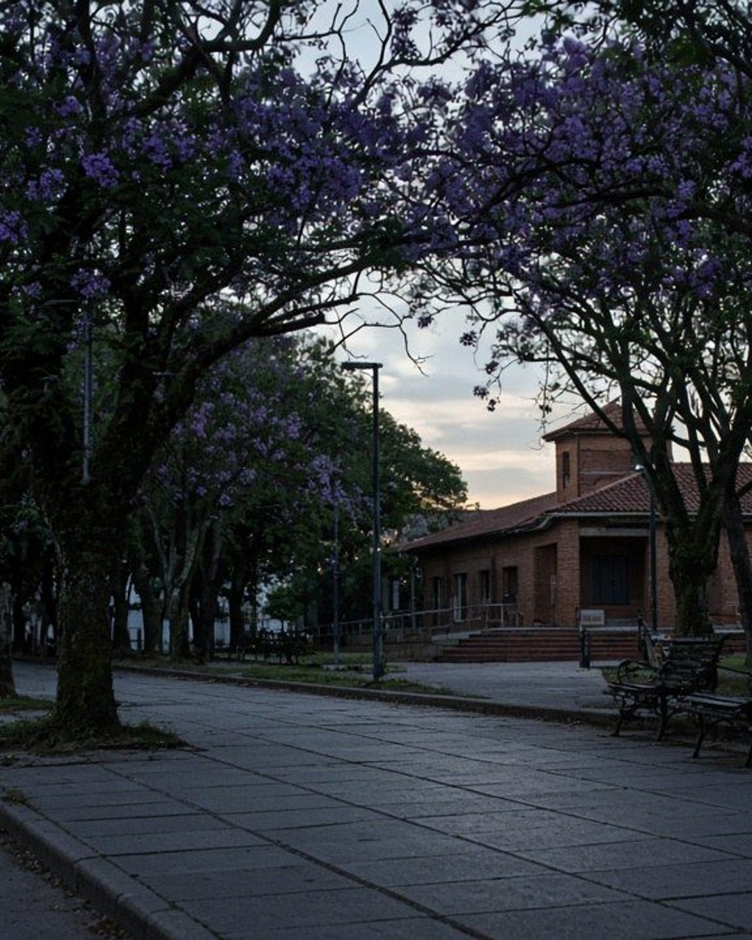 Ilustración editorial generada: vereda con jacarandás en Corrientes. No es el Turnero Web ni una sede municipal identificable.